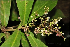 Lepisanthes senegalensis